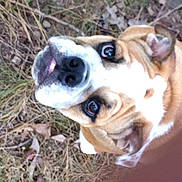 Nora is registered to the contest to win money with this photo: bulldog, dog, pet, animal, outdoor, grass, leaves, brown, white, closeup, face, canine, nature, lookingup, cute, portrait, fur, ears, snout, expression