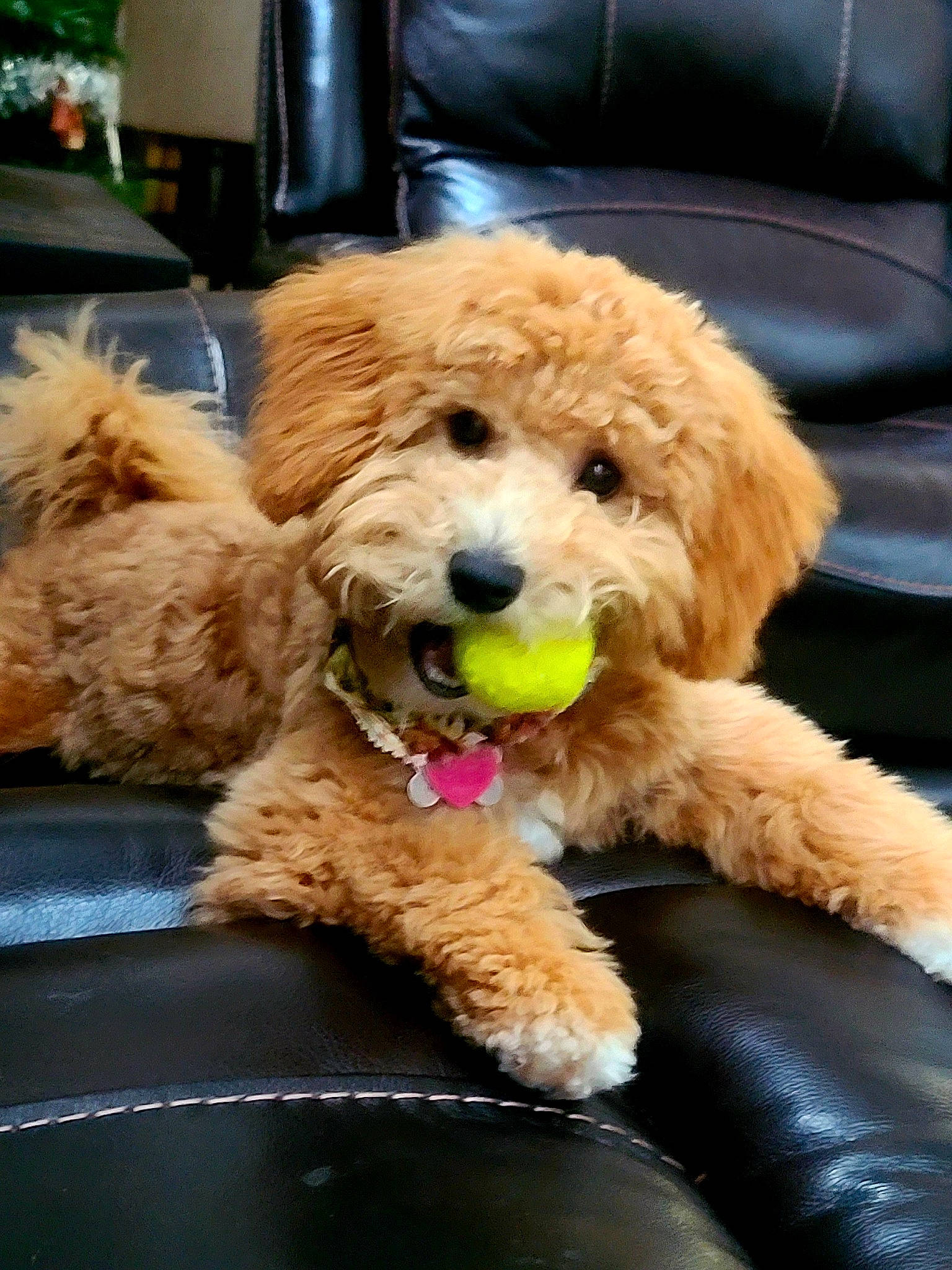 Bandit is registered to the contest to win money with this photo: canidae, carnivore, companion_dog, dog, dog_breed, dog_supply, fur, goldendoodle, mammal, non_sporting_group, pet_supply, poodle_crossbreed, snout, sporting_group, stuffed_toy, toy, toy_dog, vertebrate, water_dog, working_animal