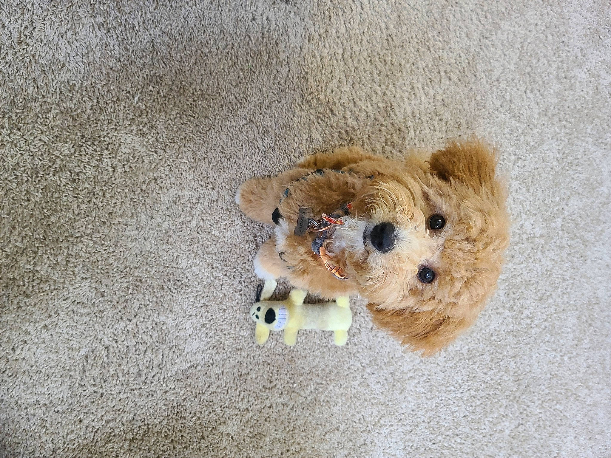 Bandit is registered to the contest to win money with this photo: beige, canidae, carnivore, companion_dog, dog, dog_breed, dog_clothes, dog_supply, fawn, maltepoo, mammal, pet_supply, puppy, small_terrier, snout, stuffed_toy, terrier, toy, toy_dog, working_animal