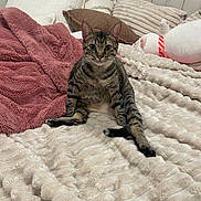 Flip joined the competition — help win amazing prizes! animal, bed, blanket, cat, cozy, cute, ears, feline, fur, home, indoor, pet, pillow, plush, relaxed, resting, striped, stuffed_toy, tabby, whiskers