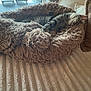 Flip is registered to the contest to win money with this photo: blue_sleeve, cat, couch, cozy, furniture, hand, home, indoor, loungers, natural_light, outdoor_view, patio, pet_bed, plants, relaxation, resting, sleeping, tabby_cat, textured_fabric, window