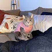 Abulita Rose is registered to the contest to win money with this photo: cat, gray_cat, sweater, pink_sweater, couch, pillow, lamp, wall_art, blanket, upholstery, indoor, pet, collar, cozy, sitting, portrait, living_room, textile, patterned_pillow, curious