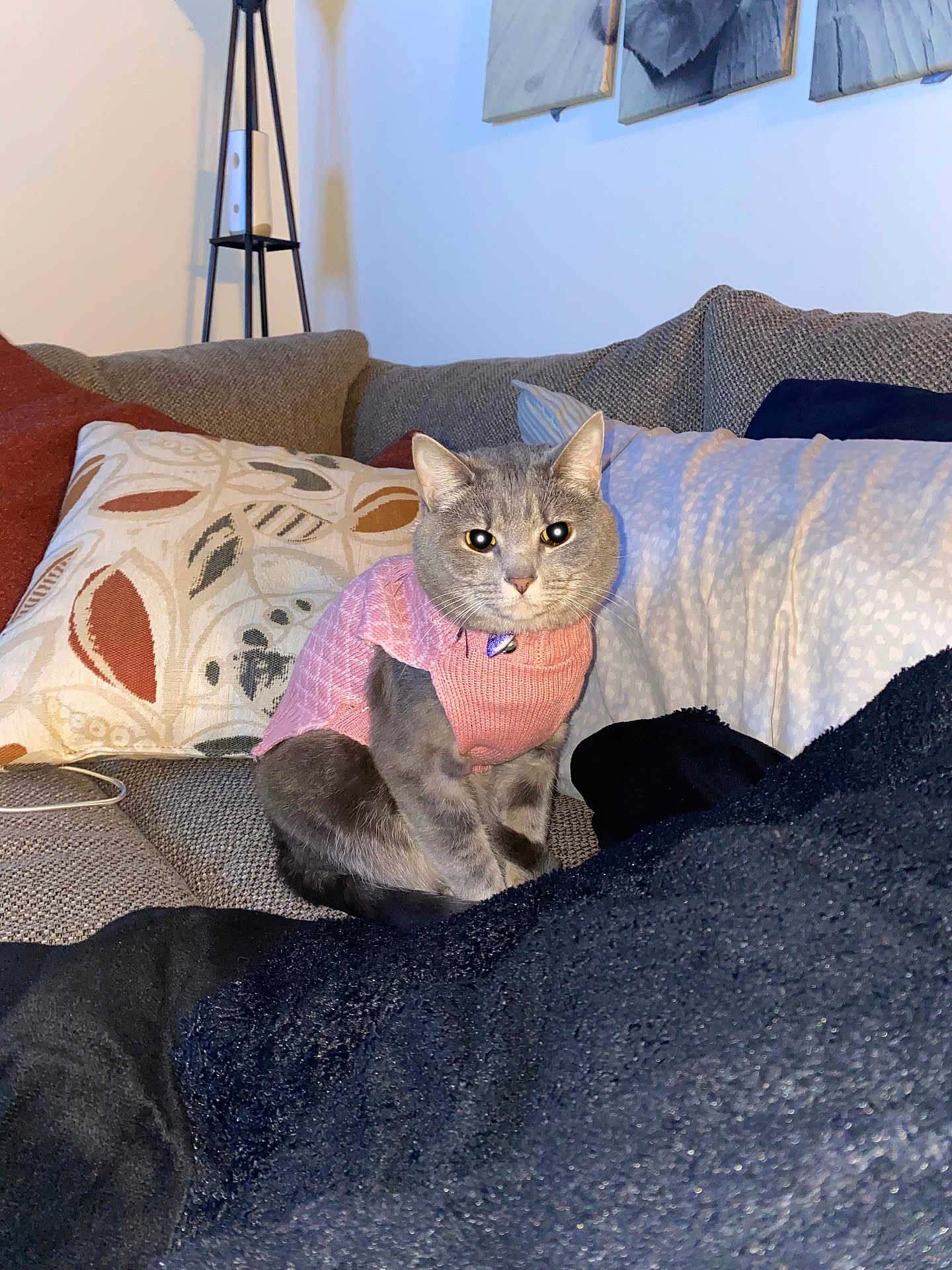 Abulita Rose is registered to the contest to win money with this photo: cat, gray_cat, sweater, pink_sweater, couch, pillow, lamp, wall_art, blanket, upholstery, indoor, pet, collar, cozy, sitting, portrait, living_room, textile, patterned_pillow, curious