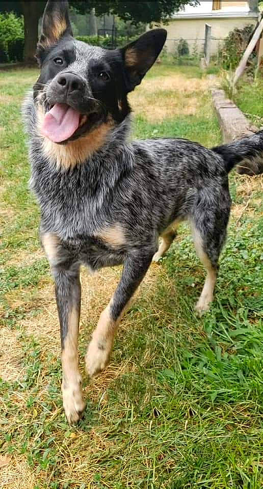 Indie is registered to the contest to win money with this photo: australian_cattle_dog, biting, canidae, carnivore, collar, companion_dog, dog, dog_breed, dog_supply, fawn, fur, grass, guard_dog, herding_dog, plant, terrestrial_animal, texas_heeler, whiskers, working_animal, working_dog