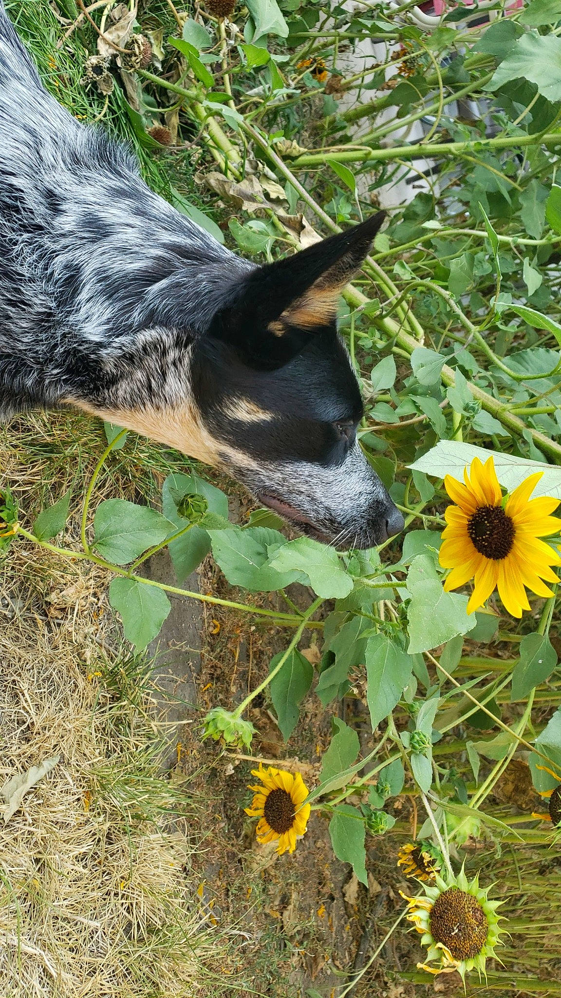 Indie joined the competition — help win amazing prizes! annual_plant, carnivore, dog, dog_breed, fawn, flower, flowering_plant, grass, grass_family, groundcover, herbaceous_plant, landscape, petal, plant, snout, soil, sunflower, terrestrial_animal, wildflower, window