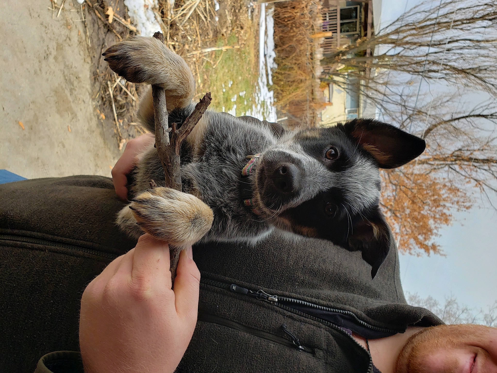 Indie is registered to the contest to win money with this photo: building, canidae, carnivore, comfort, companion_dog, dog, dog_breed, ear, fawn, finger, fur, gesture, hand, snout, sporting_group, tree, twig, whiskers, window, working_animal