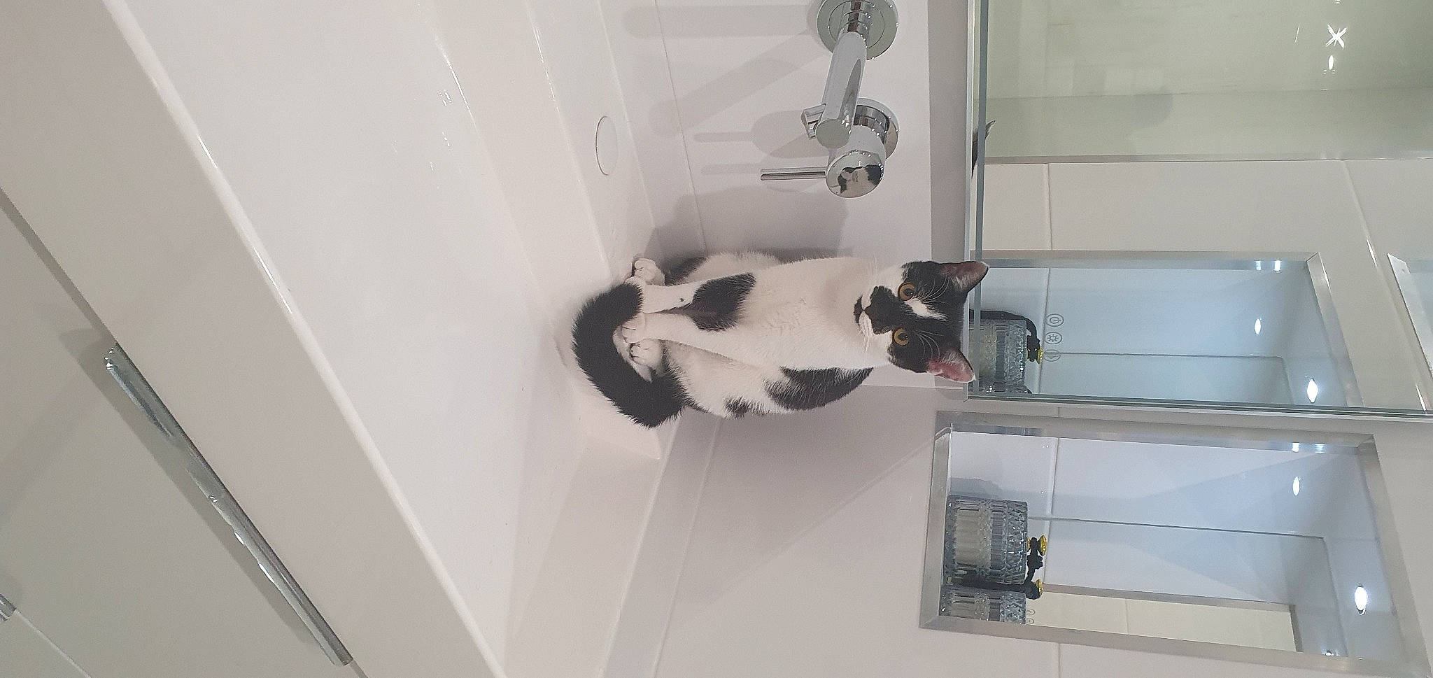 Nami participe au concours pour gagner de l'argent avec cette photo : bathroom, cabinetry, carnivore, cat, ceiling, comfort, domestic_short_haired_cat, felidae, floor, flooring, fur, hardwood, plumbing, plumbing_fixture, room, sink, small_to_medium_sized_cats, tail, tap, whiskers