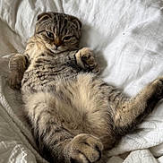 Belle is registered to the contest to win money with this photo: animal, blanket, cat, cozy, cute, feline, fluffy, fur, indoor, lying_down, mammal, paw, pet, relaxed, resting, sleepy, soft, tabby, whiskers, white