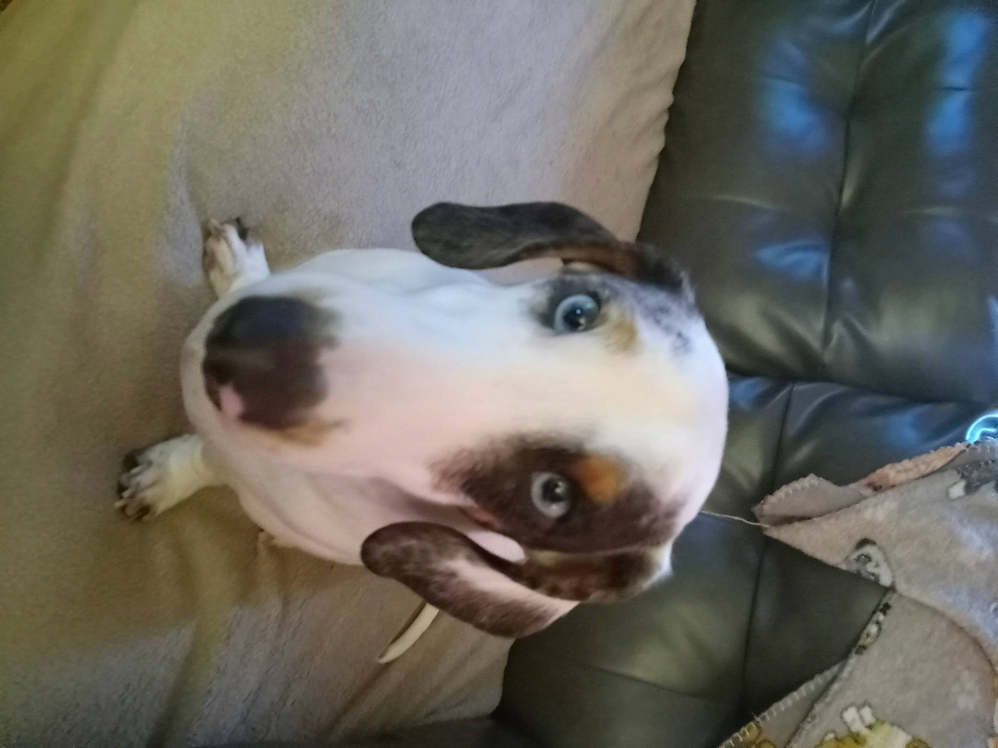 Frankie joined the competition — help win amazing prizes! canidae, carnivore, collar, comfort, companion_dog, dog, dog_breed, ear, fawn, non_sporting_group, sleeper_chair, snout, sporting_group, terrestrial_animal, whiskers, working_animal