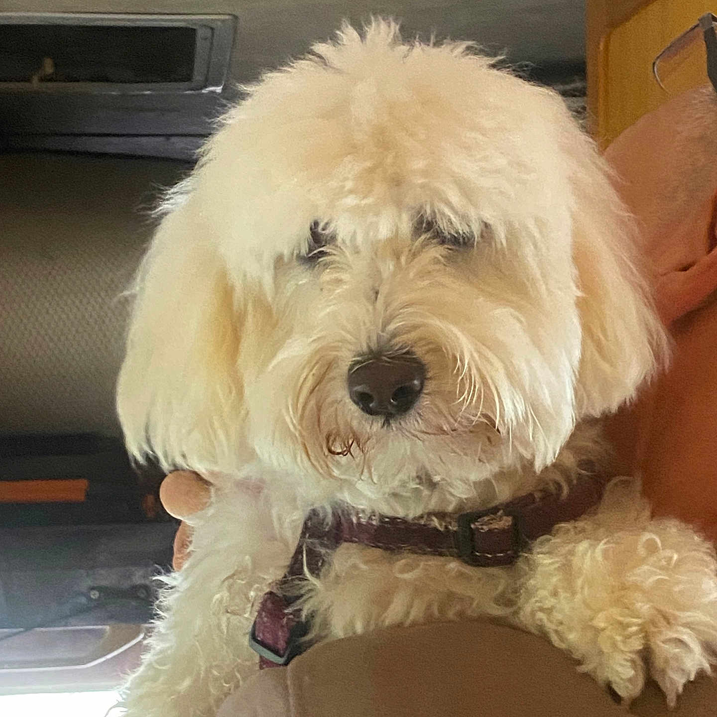 Mirabelle a rejoint le concours — aidez-le/la à gagner de superbes lots ! animal, close_up, collar, companion, cream_color, curly_fur, cute, dog, domestic_animal, face, fluffy, fur, human, indoor, mammal, nose, pet, resting, shoulder, vehicle