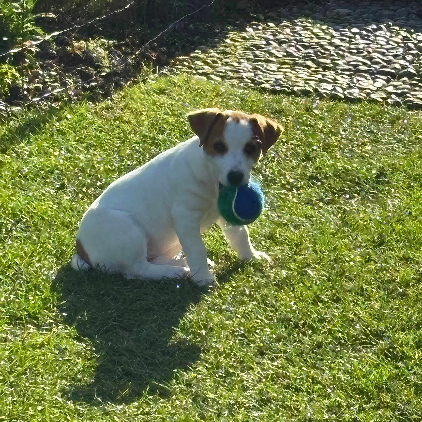 Noisette a rejoint le concours — aidez-le/la à gagner de superbes lots ! dog, puppy, grass, ball, outdoor, sunlight, shadow, pet, playful, greenery, stone_path, small_dog, cute, animal, nature, sitting, daylight, fun, young_dog, playtime
