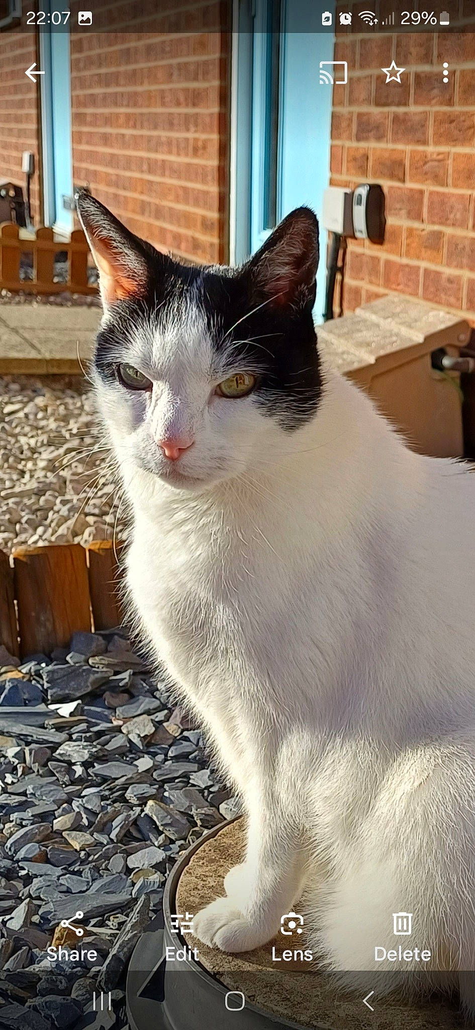 Patch joined the competition — help win amazing prizes! brick, carnivore, cat, domestic_short_haired_cat, door, felidae, fur, houseplant, monochrome_photography, paw, road_surface, small_to_medium_sized_cats, snout, tail, whiskers, window