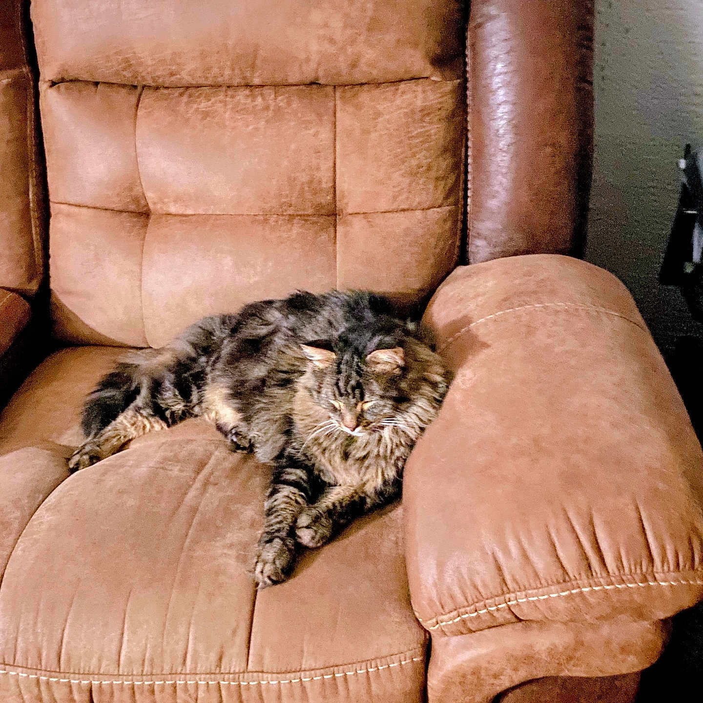 Mittens is registered to the contest to win money with this photo: animal, brown, cat, chair, comfortable, cozy, domestic, feline, fluffy, fur, furniture, home, indoor, lounging, pet, recliner, relaxed, resting, sleepy, tabby_cat