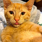 Cooper joined the competition — help win amazing prizes! abyssinian, animal, blanket, cat, hardwood, kitten, manx, pet, siamese, wood