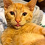 abyssinian, animal, blanket, cat, hardwood, kitten, manx, pet, siamese, wood