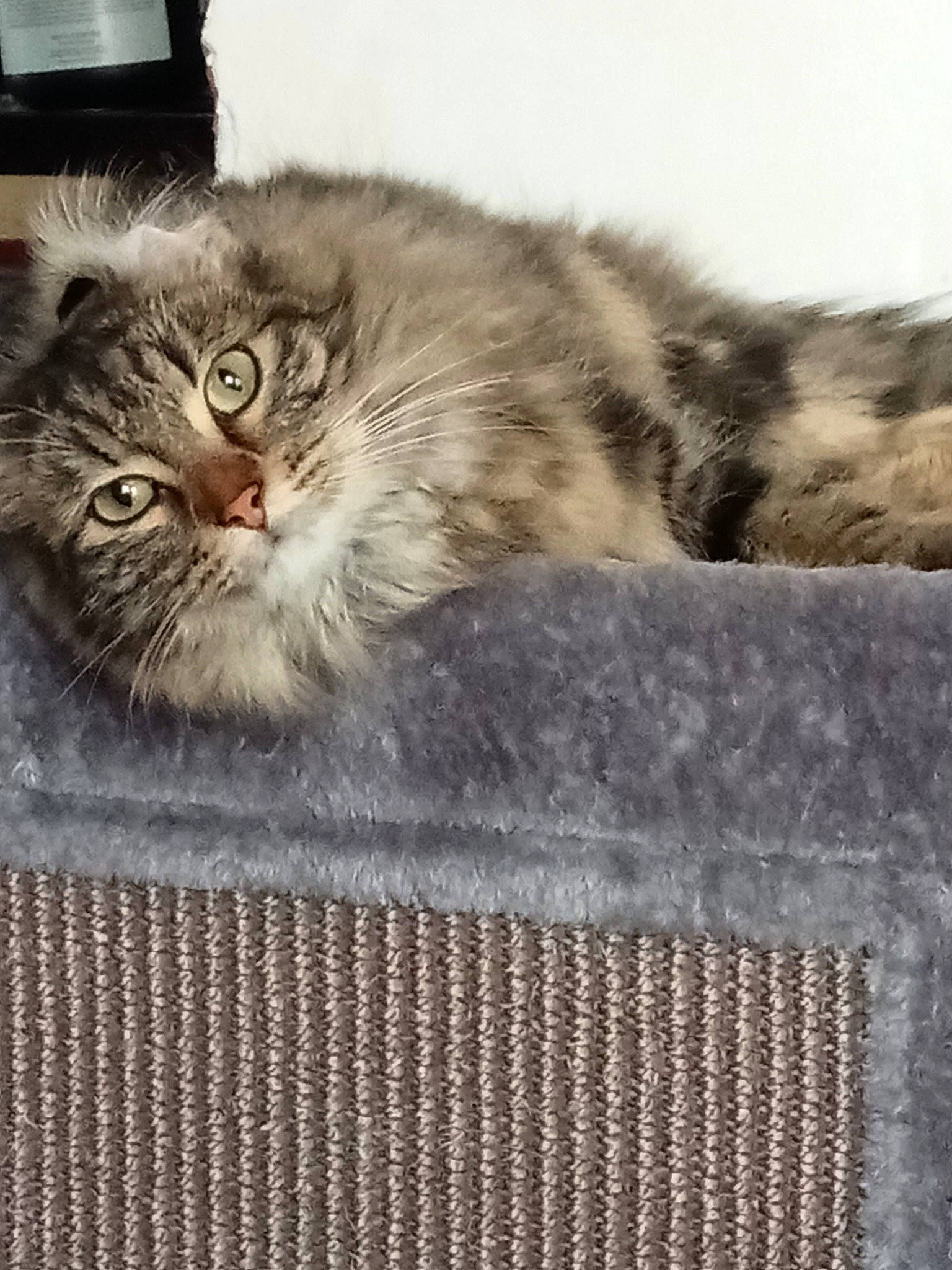 Pito participe au concours pour gagner de l'argent avec cette photo : box, carnivore, cat, claw, comfort, domestic_short_haired_cat, fawn, felidae, fur, grey, metal, paw, photo_caption, plant, rectangle, small_to_medium_sized_cats, snout, terrestrial_animal, whiskers, window