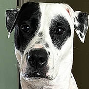 Bowie is registered to the contest to win money with this photo: dog, black_and_white, close_up, portrait, face, ears, animal, pet, canine, fur, whiskers, nose, indoor, expression, alert, cute, domestic_animal, looking_at_camera, muzzle, spot