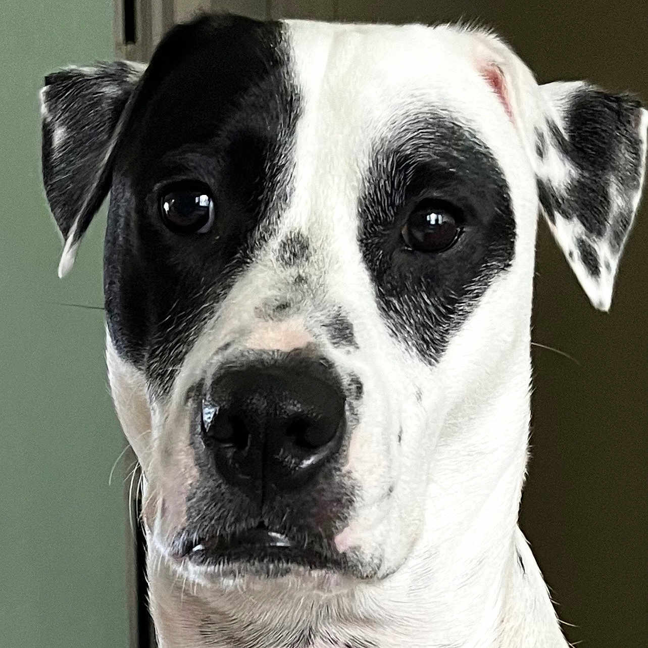 Bowie