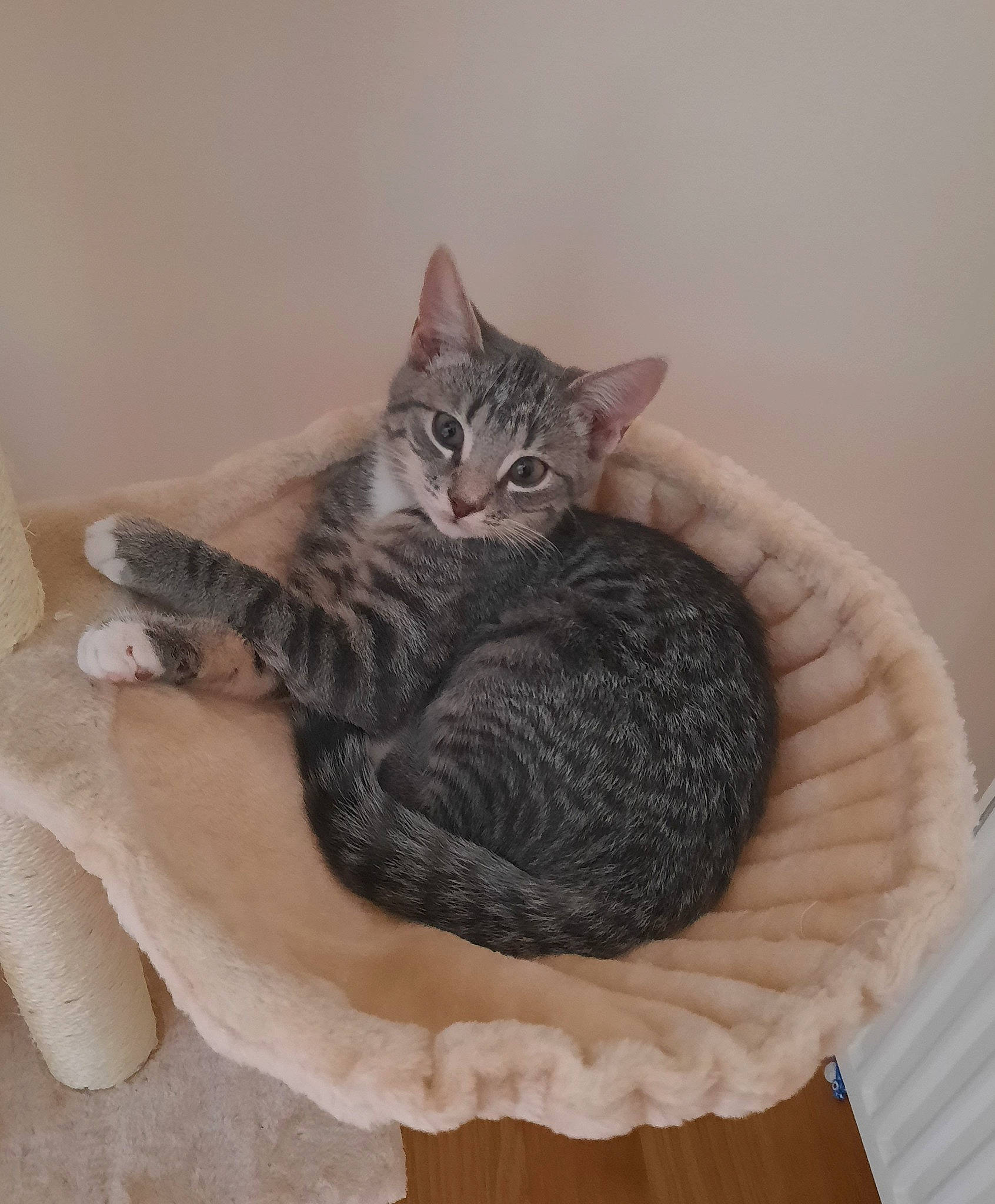 Vaiana participe au concours pour gagner de l'argent avec cette photo : carnivore, cat, cat_bed, cat_supply, comfort, domestic_short_haired_cat, felidae, fur, grey, linens, pattern, paw, pet_supply, small_to_medium_sized_cats, tail, terrestrial_animal, whiskers