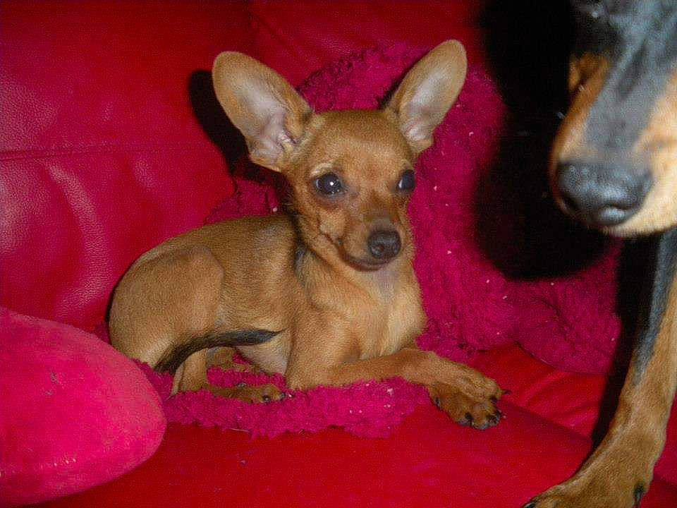 Joy participe au concours pour gagner de l'argent avec cette photo : canidae, carnivore, chihuahua, comfort, companion_dog, dog, dog_breed, dog_supply, ear, fawn, fur, paw, prazsky_krysarik, russkiy_toy, snout, sporting_group, terrestrial_animal, toy_dog, whiskers, working_animal