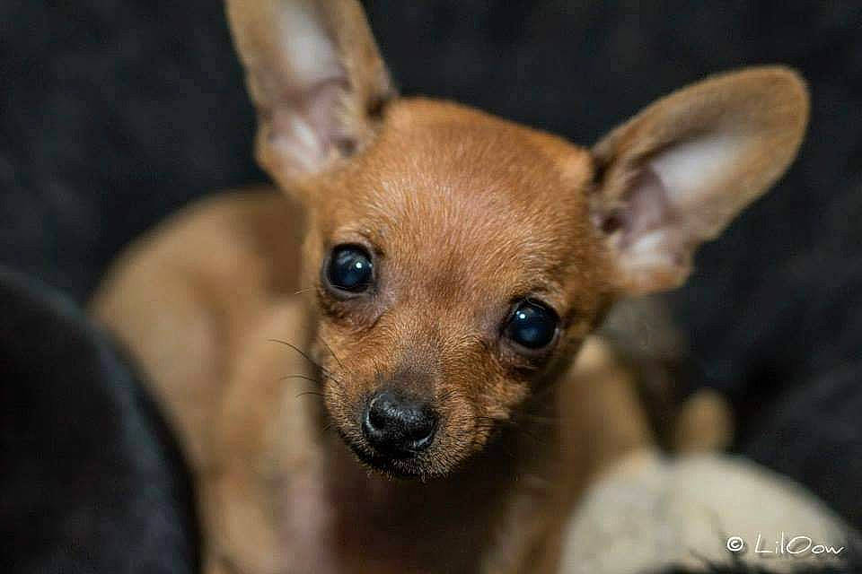 Joy participe au concours pour gagner de l'argent avec cette photo : carnivore, chihuahua, companion_dog, corgi_chihuahua, dog, dog_breed, ear, fawn, fur, snout, sporting_group, terrestrial_animal, toy_dog, whiskers, wildlife, working_animal