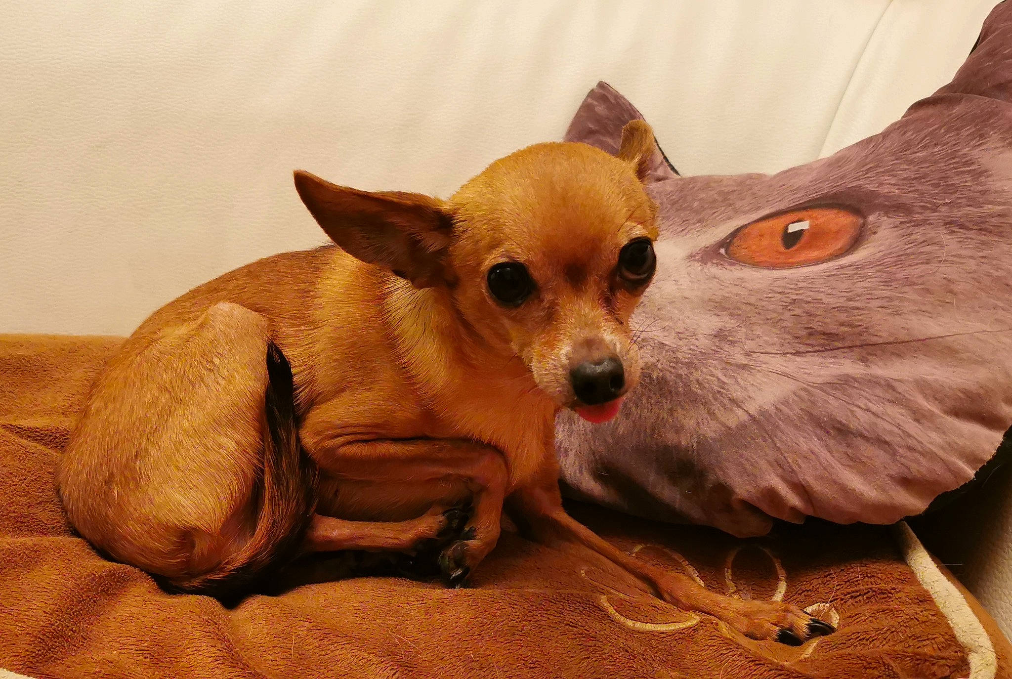 Joy participe au concours pour gagner de l'argent avec cette photo : canidae, carnivore, chihuahua, comfort, companion_dog, corgi_chihuahua, dog, dog_breed, dog_supply, ear, fawn, fur, peach, russkiy_toy, snout, terrestrial_animal, toy_dog, whiskers, wood, working_animal