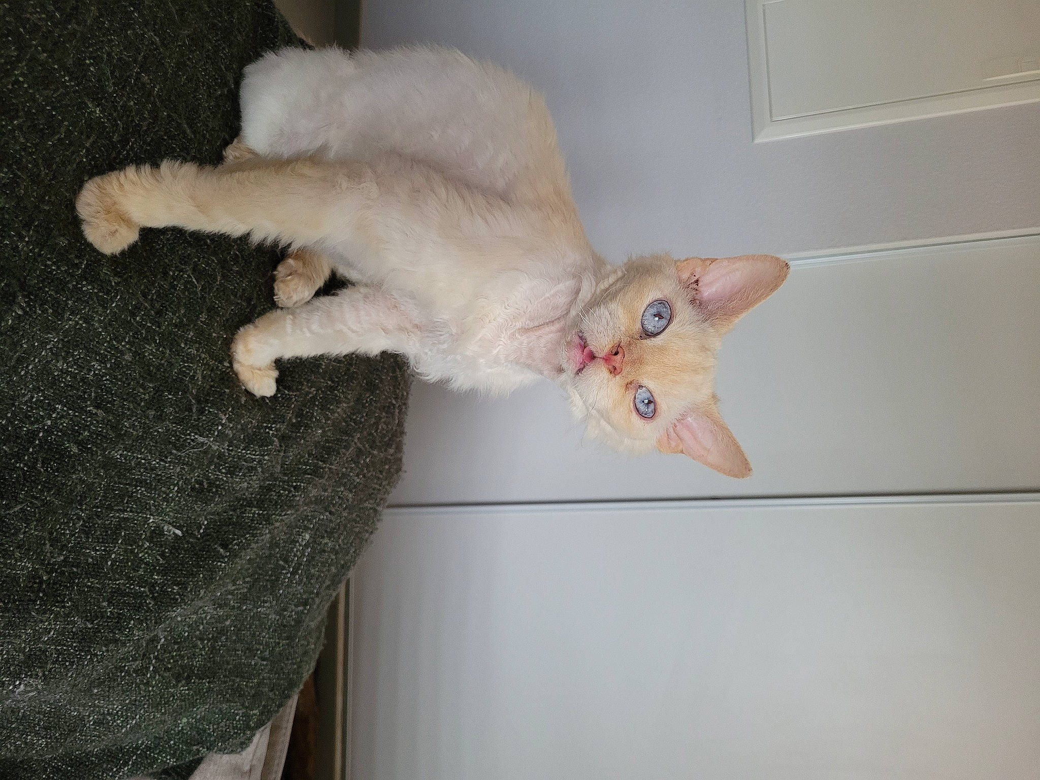 Joy a rejoint le concours — aidez-le/la à gagner de superbes lots ! carnivore, cat, claw, domestic_short_haired_cat, fawn, felidae, flooring, fur, hardwood, paw, room, small_to_medium_sized_cats, snout, stuffed_toy, tail, whiskers, wood