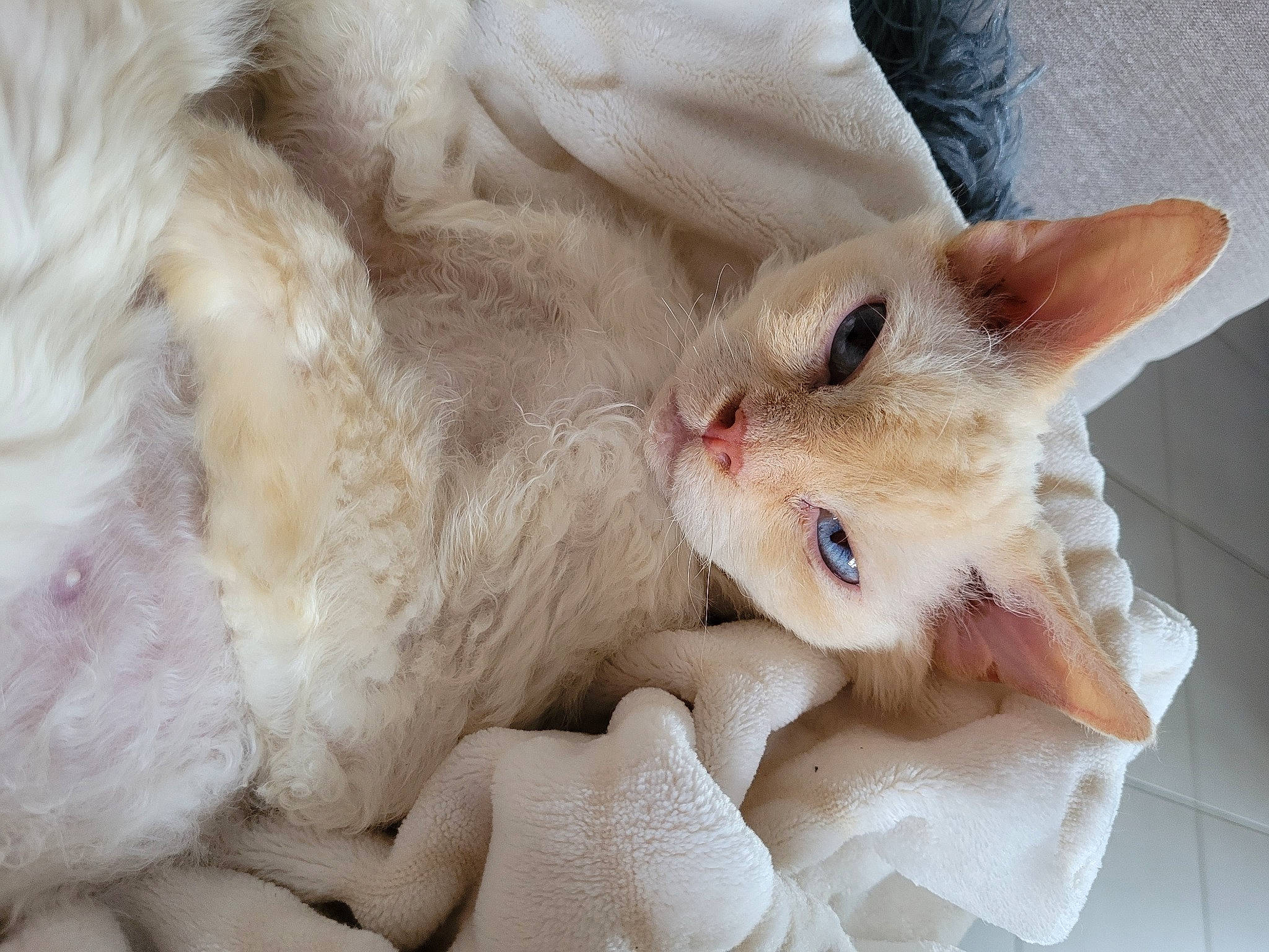 Joy a rejoint le concours — aidez-le/la à gagner de superbes lots ! carnivore, cat, claw, comfort, domestic_short_haired_cat, ear, fawn, felidae, foot, fur, gesture, nap, paw, small_to_medium_sized_cats, snout, tail, whiskers