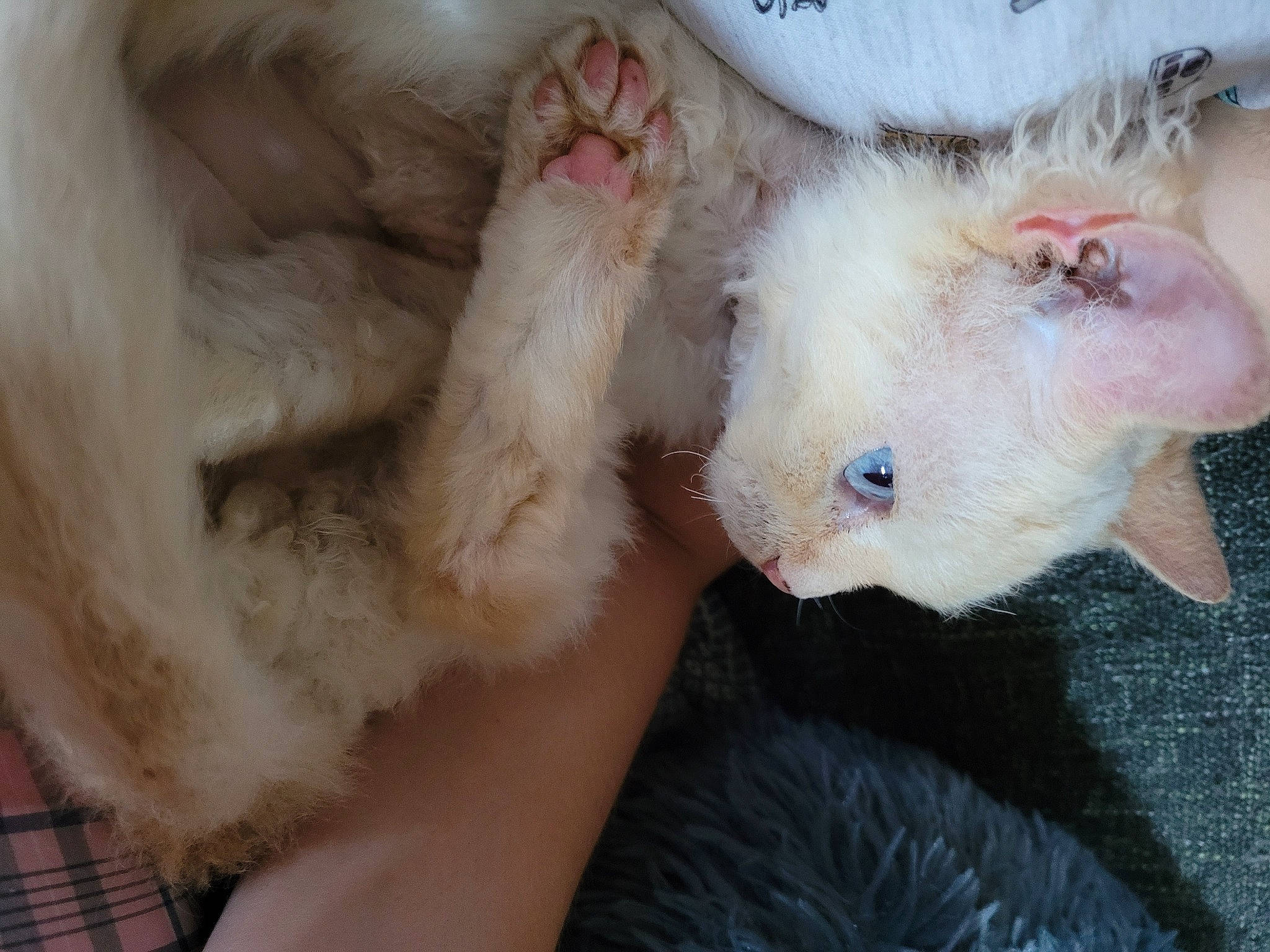 Joy a rejoint le concours — aidez-le/la à gagner de superbes lots ! canidae, carnivore, cat, claw, dog_breed, fang, felidae, flesh, fur, marsupial, nail, paw, small_to_medium_sized_cats, snout, tartan, whiskers