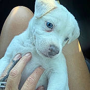 Casper is registered to the contest to win money with this photo: puppy, dog, white_fur, blue_eye, sleepy, cute, close_up, portrait, animal, pet, young_dog, floppy_ears, muzzle, whiskers, human_hand, cuddling, lap, indoor, soft_lighting, photography