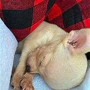 Diesel joined the competition — help win amazing prizes! puppy, dog, sleeping, close_up, blanket, cozy, cute, fur, paw, claws, resting, small_dog, animal, pet, indoor, soft_texture, red, black, white, checkered