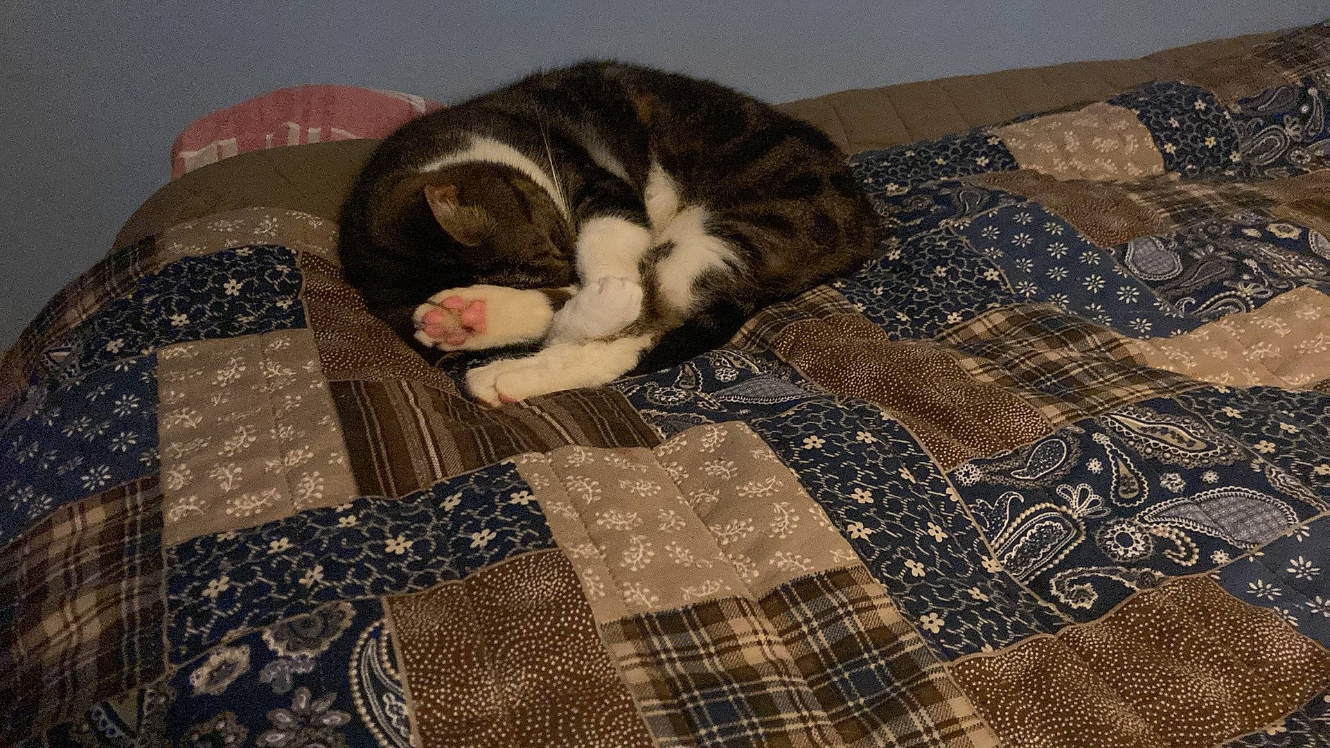 Fizzy joined the competition — help win amazing prizes! brown, carnivore, cat, comfort, domestic_short_haired_cat, fawn, felidae, flooring, fur, grey, linens, pattern, plaid, small_to_medium_sized_cats, tail, tartan, textile, whiskers, wood, wool