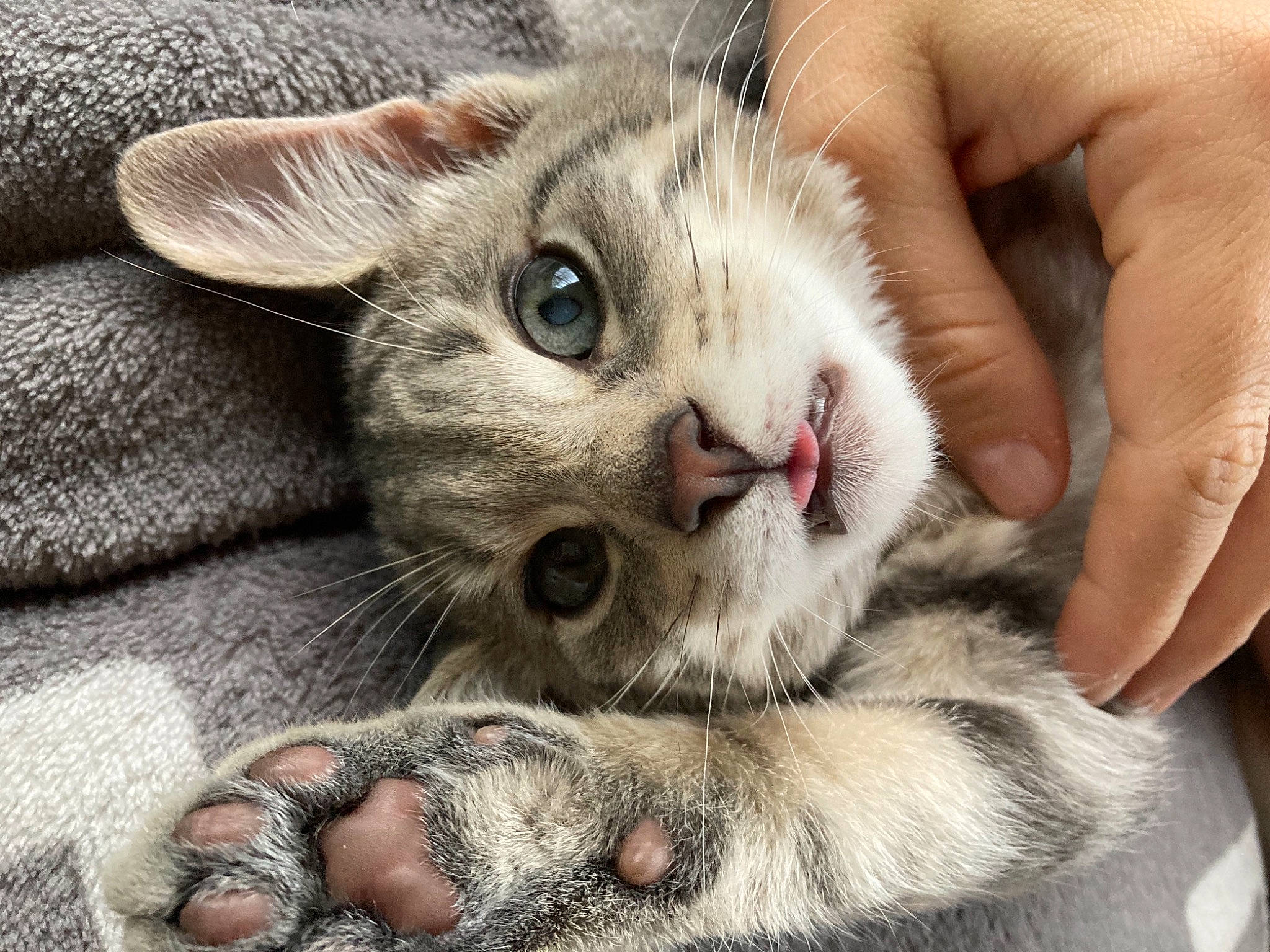 Rodéo participe au concours pour gagner de l'argent avec cette photo : carnivore, cat, claw, close_up, comfort, domestic_short_haired_cat, fawn, felidae, foot, fur, nail, nap, nose, paw, photo_caption, small_to_medium_sized_cats, snout, terrestrial_animal, whiskers