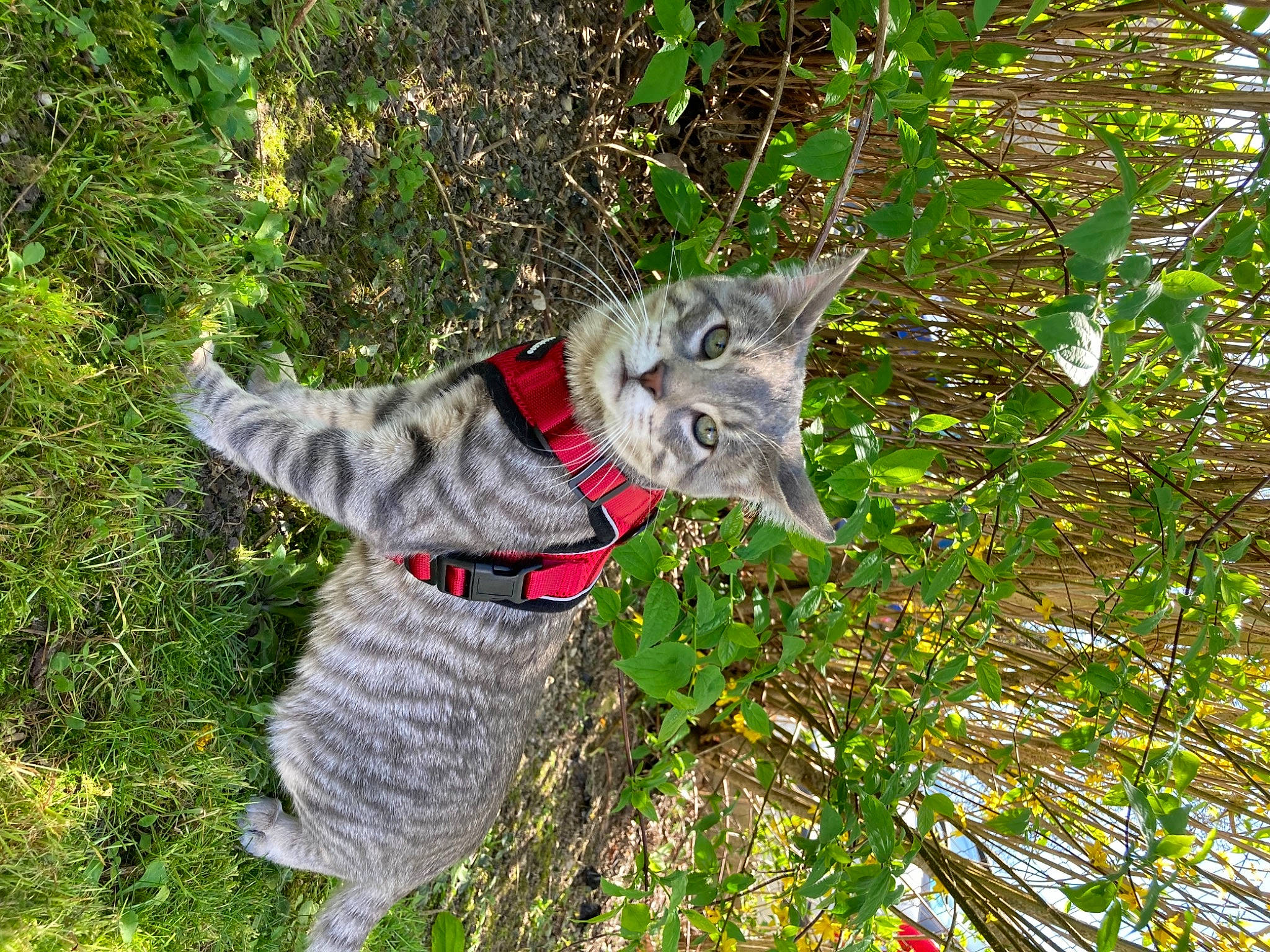 Rodéo participe au concours pour gagner de l'argent avec cette photo : art, carnivore, cat, dog_breed, domestic_short_haired_cat, felidae, fur, grass, groundcover, military_camouflage, plant, small_to_medium_sized_cats, sporting_group, tail, terrestrial_animal, tree, trunk, twig, whiskers, wildlife