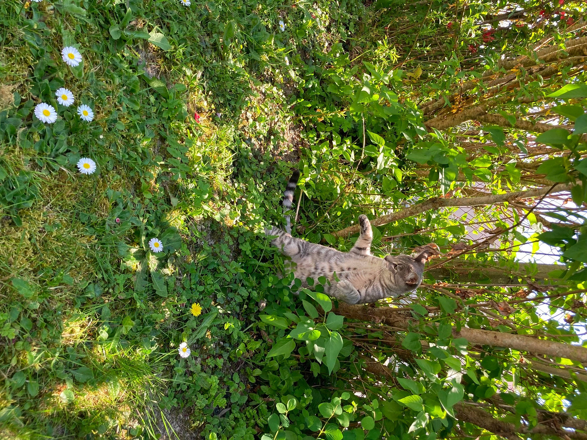 Rodéo a rejoint le concours — aidez-le/la à gagner de superbes lots ! beak, evergreen, flower, flowering_plant, garden, grass, groundcover, jungle, natural_landscape, northern_hardwood_forest, plant, shrub, subshrub, temperate_broadleaf_and_mixed_forest, terrestrial_plant, tree, trunk, twig, wildlife, window