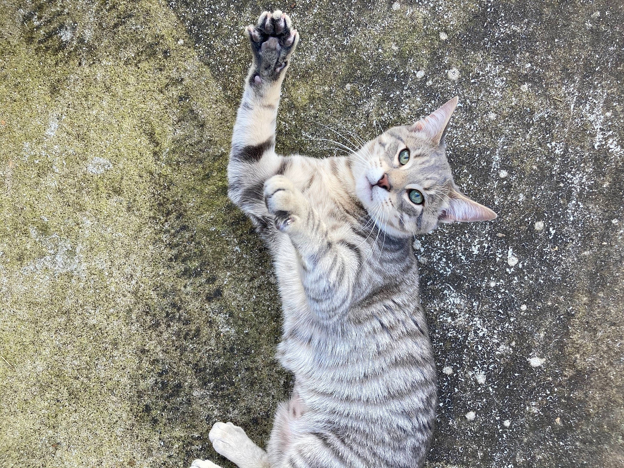 Rodéo a rejoint le concours — aidez-le/la à gagner de superbes lots ! asphalt, carnivore, cat, claw, domestic_short_haired_cat, fawn, felidae, fur, grass, mammal, organism, paw, sand, shadow, small_to_medium_sized_cats, snout, tail, terrestrial_animal, vertebrate, whiskers