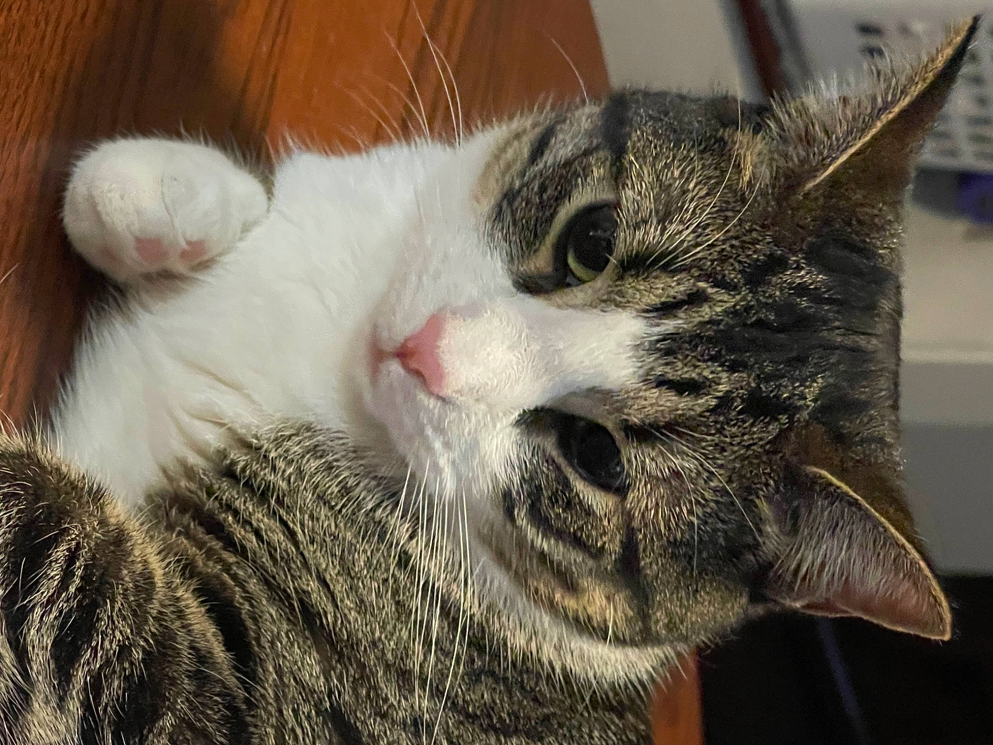 Kiwi is registered to the contest to win money with this photo: carnivore, cat, close_up, domestic_short_haired_cat, felidae, fur, paw, small_to_medium_sized_cats, snout, terrestrial_animal, tree, whiskers