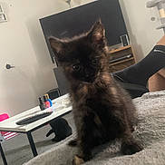 Kitty joined the competition — help win amazing prizes! animal, black_cat, blanket, carpet, cat, coffee_table, cozy, curious, furniture, indoor, kitten, lamp, living_room, nail_polish, pet, picture_frame, remote_control, sitting, tortoiseshell, tv