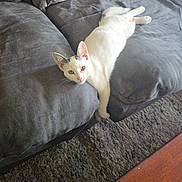 Sox is registered to the contest to win money with this photo: cat, white_cat, gray_couch, blanket, stretching, indoor, feline, pet, relaxing, cozy, carpet, fur, paw, home, animal, mammal, resting, cute, lazy, living_room