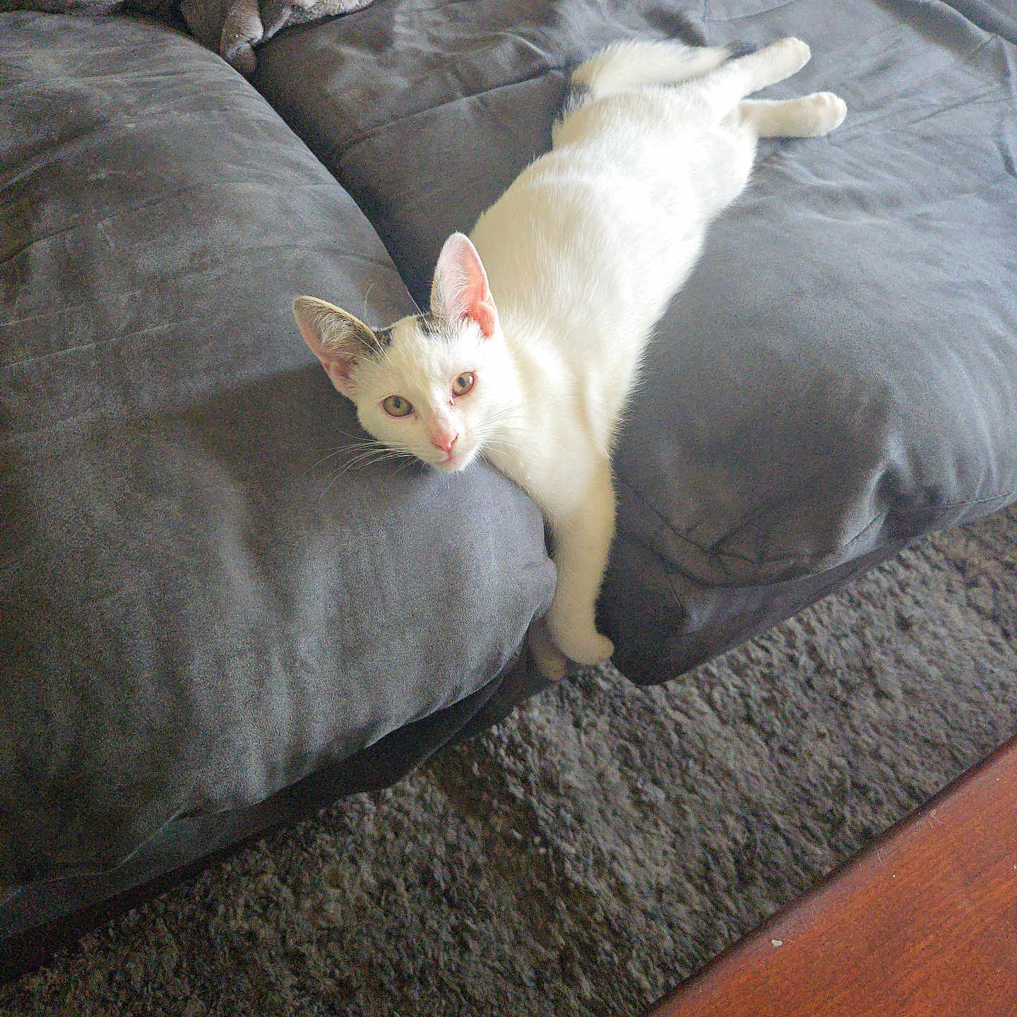 Sox is registered to the contest to win money with this photo: cat, white_cat, gray_couch, blanket, stretching, indoor, feline, pet, relaxing, cozy, carpet, fur, paw, home, animal, mammal, resting, cute, lazy, living_room