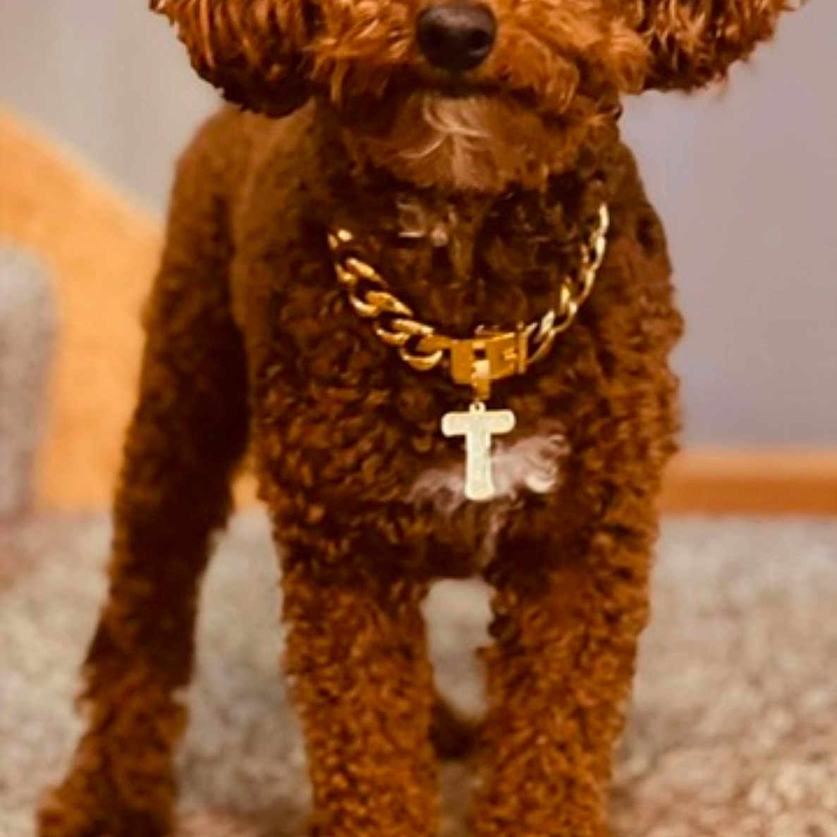 Teddy is registered to the contest to win money with this photo: animal, brown_dog, carpet, close_up, companion, cross_pendant, curly_fur, cute, dog, domestic_animal, fur_texture, furry, gold_chain, household, indoor, looking_at_camera, pet, portrait, small_dog, standing