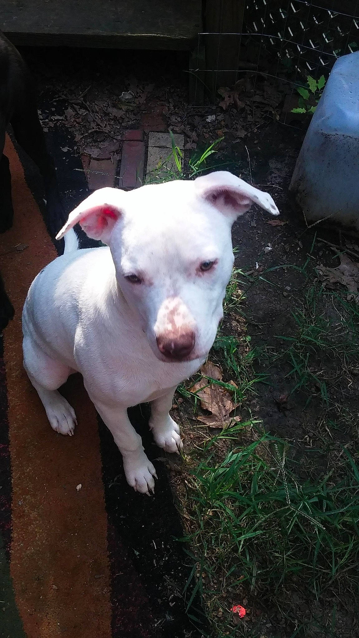 Bella Beth Gosnell joined the competition — help win amazing prizes! canidae, carnivore, companion_dog, corgi_chihuahua, dog, dog_breed, dogo_guatemalteco, eye, fawn, grass, non_sporting_group, plant, snout, sporting_group, tail, terrestrial_animal, whiskers, working_animal