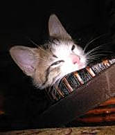 Tiny is registered to the contest to win money with this photo: carnivore, cat, darkness, domestic_short_haired_cat, felidae, fur, paw, sky, small_to_medium_sized_cats, whiskers, wood