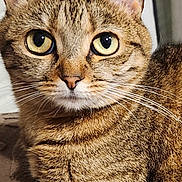 T'Choupie a rejoint le concours — aidez-le/la à gagner de superbes lots ! cat, tabby, close_up, fur, whiskers, eyes, pet, animal, mammal, indoor, curious, face, portrait, feline, cute, domestic, looking, brown, striped, alert