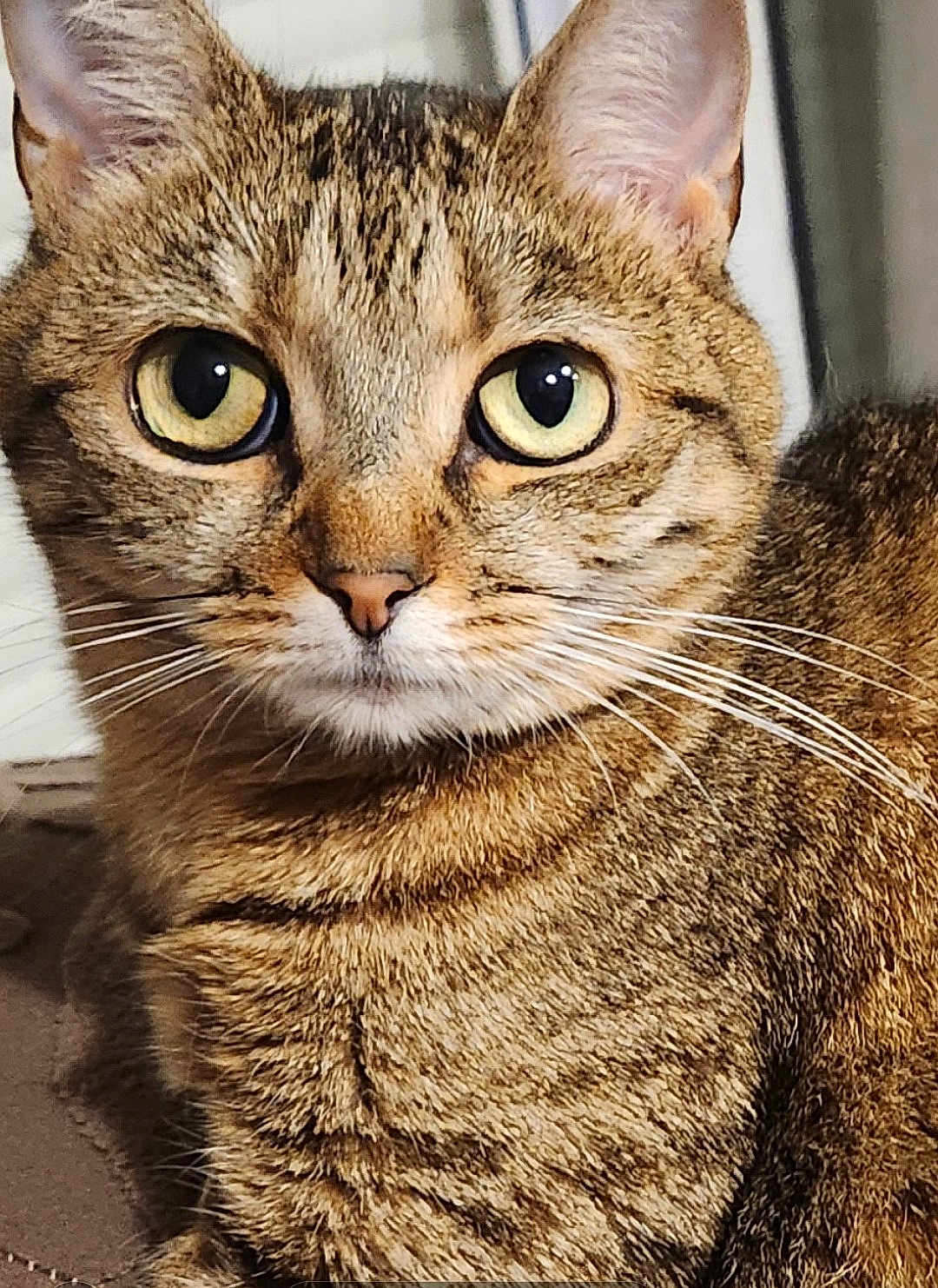 T'Choupie a rejoint le concours — aidez-le/la à gagner de superbes lots ! cat, tabby, close_up, fur, whiskers, eyes, pet, animal, mammal, indoor, curious, face, portrait, feline, cute, domestic, looking, brown, striped, alert