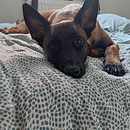 Vanya a rejoint le concours — aidez-le/la à gagner de superbes lots ! dog, bed, blanket, indoor, ears, animal, pet, resting, lying_down, brown_fur, black_face, paw, cozy, relaxed, looking, canine, domestic_animal, cute, comfort, sleepy