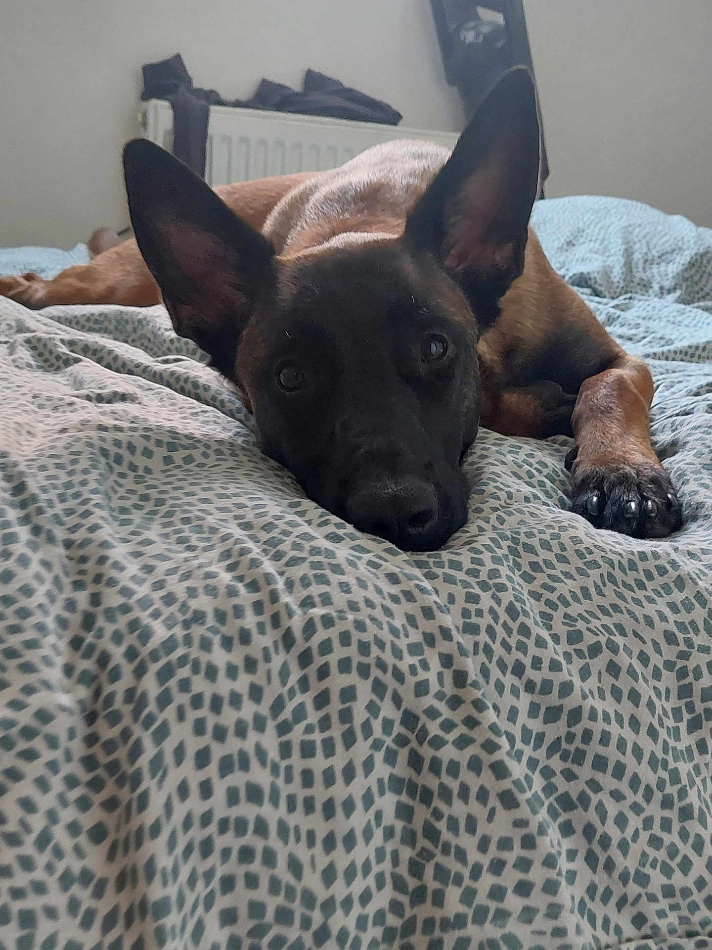 Vanya a rejoint le concours — aidez-le/la à gagner de superbes lots ! dog, bed, blanket, indoor, ears, animal, pet, resting, lying_down, brown_fur, black_face, paw, cozy, relaxed, looking, canine, domestic_animal, cute, comfort, sleepy