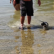 Pepsy a rejoint le concours — aidez-le/la à gagner de superbes lots ! canine, cap, dog, lake, man, nature, outdoor, person, recreation, reflection, rocks, shore, shorts, summer, sunlight, swimming, trees, vacation, wading, water
