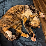 Cinnamon joined the competition — help win amazing prizes! cat, tabby, sleeping, paw, paw_pads, bed, blanket, cozy, fur, whiskers, stretch, curled, indoor, hardwood_floor, cute, pet, relaxed, nap, feline, paws_up