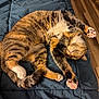cat, tabby, sleeping, paw, paw_pads, bed, blanket, cozy, fur, whiskers, stretch, curled, indoor, hardwood_floor, cute, pet, relaxed, nap, feline, paws_up
